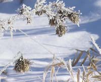 
	
	frosted thistle among grasses
	
	