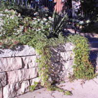 limestone wall with hanging plants
