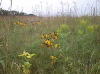 late summer tallgrass prairie