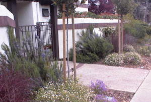 rosemary blooms at entry gate